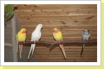 Princess of Wales Sittiche Princess of Wales Sittiche