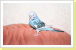 Die fliegende Unruhe im Wohnzimmer Die fliegende Unruhe im Wohnzimmer