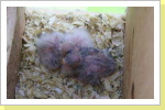Nestjunge Glanzsittiche Nestjunge Glanzsittiche