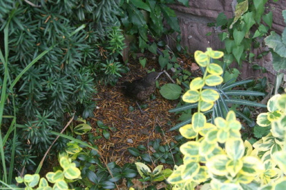 Amsel Amsel