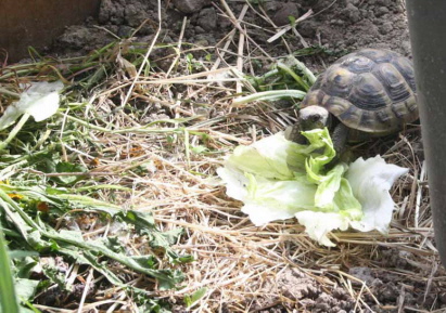 Griechische Landschildkröte beim fressen